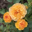 Kép 3/3 - Rosa 'Isidora™' - sárga - virágágyi floribunda rózsa