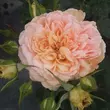 Kép 1/3 - Rosa 'Jelena™' - narancssárga - virágágyi floribunda rózsa