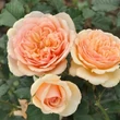 Kép 2/3 - Rosa 'Jelena™' - narancssárga - virágágyi floribunda rózsa