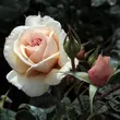 Kép 3/3 - Rosa 'Jelena™' - narancssárga - virágágyi floribunda rózsa