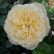 Kép 1/3 - Rosa 'Lemon™' - sárga - virágágyi floribunda rózsa