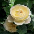 Rosa 'Lemon™' - sárga - virágágyi floribunda rózsa
