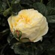 Rosa 'Lemon™' - sárga - virágágyi floribunda rózsa