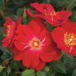 Rosa 'Amulet™' - vörös - virágágyi polianta rózsa