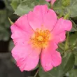 Kép 1/3 - Rosa 'Barbie™' - rózsaszín - virágágyi polianta rózsa