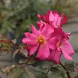 Kép 3/3 - Rosa 'Barbie™' - rózsaszín - virágágyi polianta rózsa