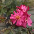 Rosa 'Barbie™' - rózsaszín - virágágyi polianta rózsa