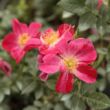 Rosa 'Ruby™' - vörös - virágágyi polianta rózsa