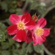 Rosa 'Ruby™' - vörös - virágágyi polianta rózsa