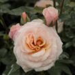 Kép 1/3 - Rosa 'Pacific™' - sárga - virágágyi grandiflora - floribunda rózsa