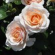 Kép 2/3 - Rosa 'Pacific™' - sárga - virágágyi grandiflora - floribunda rózsa