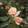 Kép 3/3 - Rosa 'Pacific™' - sárga - virágágyi grandiflora - floribunda rózsa