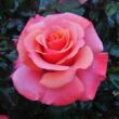 Kép 1/3 - Rosa 'Truly Scrumptious™' - rózsaszín - teahibrid rózsa