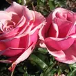 Kép 2/3 - Rosa 'Truly Scrumptious™' - rózsaszín - teahibrid rózsa