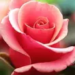 Kép 3/3 - Rosa 'Truly Scrumptious™' - rózsaszín - teahibrid rózsa