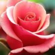 Rosa 'Truly Scrumptious™' - rózsaszín - teahibrid rózsa