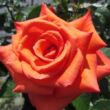 Kép 1/3 - Rosa 'Wonderful You™' - narancssárga - teahibrid rózsa