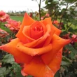 Kép 2/3 - Rosa 'Wonderful You™' - narancssárga - teahibrid rózsa