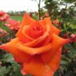 Rosa 'Wonderful You™' - narancssárga - teahibrid rózsa