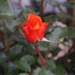 Kép 3/3 - Rosa 'Wonderful You™' - narancssárga - teahibrid rózsa