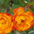 Kép 1/3 - Rosa 'Irish Eyes™' - narancssárga - sárga - virágágyi floribunda rózsa