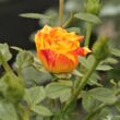 Kép 2/3 - Rosa 'Irish Eyes™' - narancssárga - sárga - virágágyi floribunda rózsa