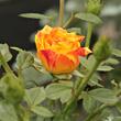 Kép 2/3 - Rosa 'Irish Eyes™' - narancssárga - sárga - virágágyi floribunda rózsa
