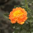 Kép 3/3 - Rosa 'Irish Eyes™' - narancssárga - sárga - virágágyi floribunda rózsa