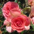 Rosa 'Mystic Glow™' - rózsaszín - virágágyi floribunda rózsa