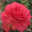 Kép 3/3 - Rosa 'Mystic Glow™' - rózsaszín - virágágyi floribunda rózsa
