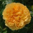 Kép 1/3 - Rosa 'Leah Tutu™' - sárga - nosztalgia rózsa