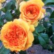 Rosa 'Leah Tutu™' - sárga - nosztalgia rózsa