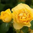 Kép 3/3 - Rosa 'Leah Tutu™' - sárga - nosztalgia rózsa