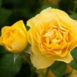 Rosa 'Leah Tutu™' - sárga - nosztalgia rózsa