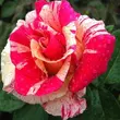 Kép 1/3 - Rosa 'Wekrosopela' - rózsaszín - fehér - climber, futó rózsa