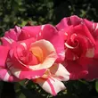 Kép 2/3 - Rosa 'Wekrosopela' - rózsaszín - fehér - climber, futó rózsa