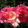 Rosa 'Wekrosopela' - rózsaszín - fehér - climber, futó rózsa