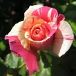 Kép 3/3 - Rosa 'Wekrosopela' - rózsaszín - fehér - climber, futó rózsa