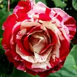 Kép 1/3 - Rosa 'Rock & Roll™' - vörös - fehér - virágágyi grandiflora - floribunda rózsa