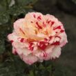 Rosa 'Rock & Roll™' - vörös - fehér - virágágyi grandiflora - floribunda rózsa
