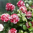 Kép 3/3 - Rosa 'Rock & Roll™' - vörös - fehér - virágágyi grandiflora - floribunda rózsa