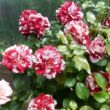Rosa 'Rock & Roll™' - vörös - fehér - virágágyi grandiflora - floribunda rózsa