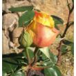 Rosa 'Candlelight®' - sárga - nosztalgia rózsa