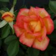 Rosa 'Caribia ®' - sárga - vörös - teahibrid rózsa