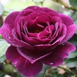 Kép 1/3 - Rosa 'Weksmopur' - lila - virágágyi floribunda rózsa