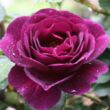 Kép 1/3 - Rosa 'Weksmopur' - lila - virágágyi floribunda rózsa