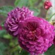 Rosa 'Weksmopur' - lila - virágágyi floribunda rózsa