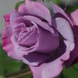 Kép 3/3 - Rosa 'Weksmopur' - lila - virágágyi floribunda rózsa