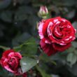 Rosa 'Deep Impression™' - vörös - rózsaszín - fehér - virágágyi floribunda rózsa