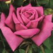 Kép 1/3 - Rosa 'Senteur Royale' - rózsaszín - teahibrid rózsa